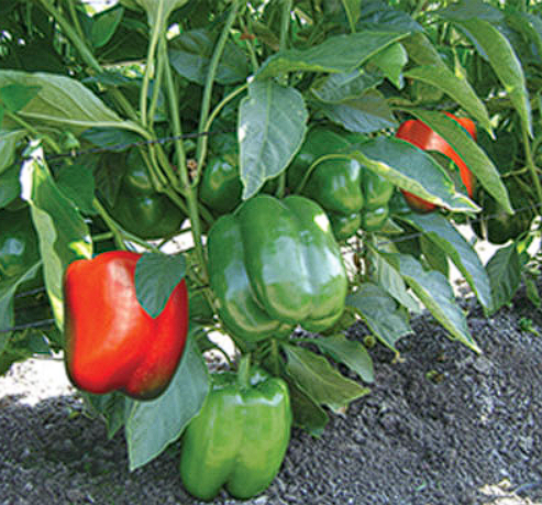 VÙNG SẢN XUẤT ỚT CHUÔNG - TÀ NUNG