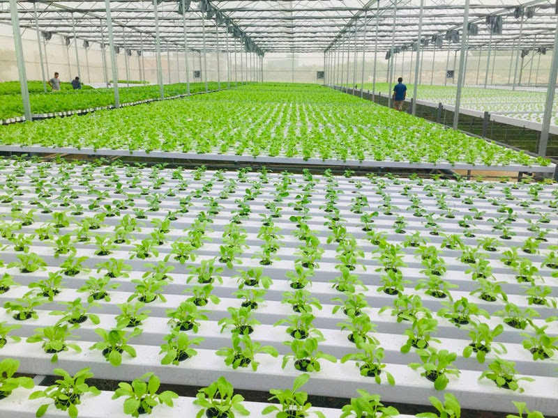 Vùng sản xuất rau Thủy canh Trung tâm Ứng Dụng khoa học và Công nghệ Lâm Đồng