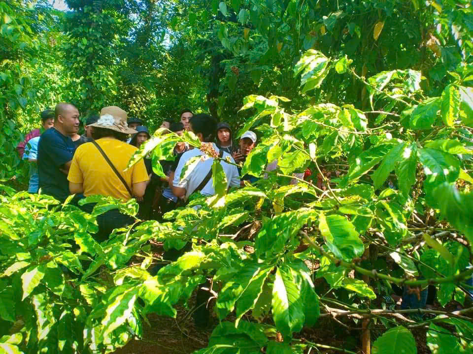 Vùng trồng cafe Dak Lak