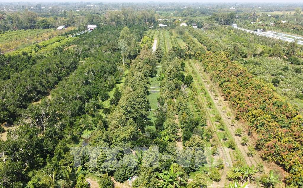 HTX Nông nghiệp và Du lịch Miệt Vườn Hà Lâm 5