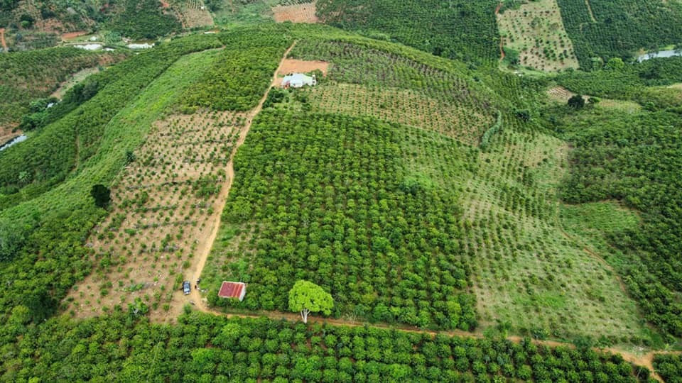 Vùng sản xuất cafe huyện Bảo Lộc