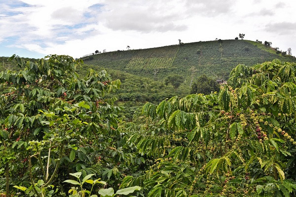 Vùng trồng cà phê